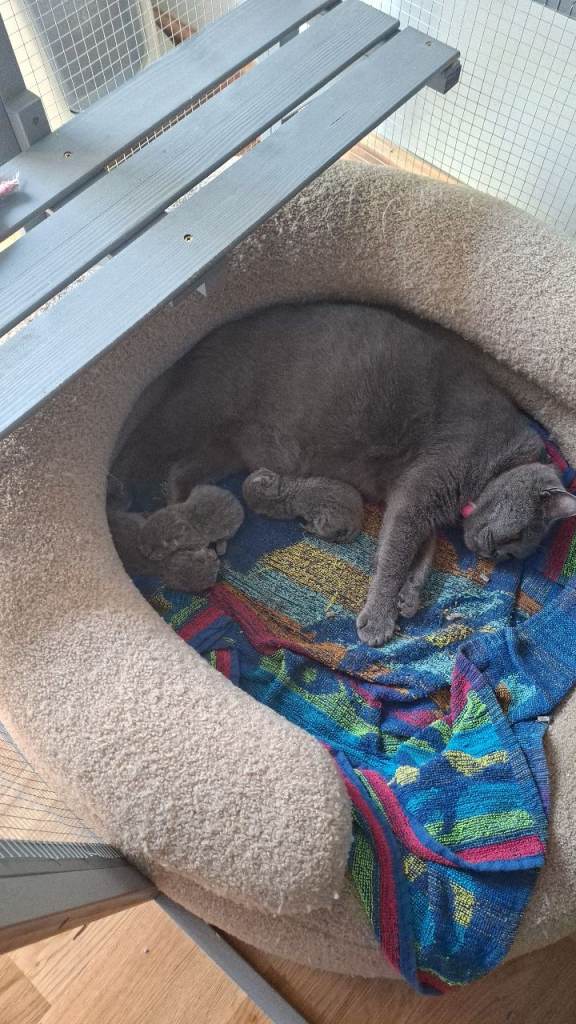  Pedigree British short hair kittens  for sale