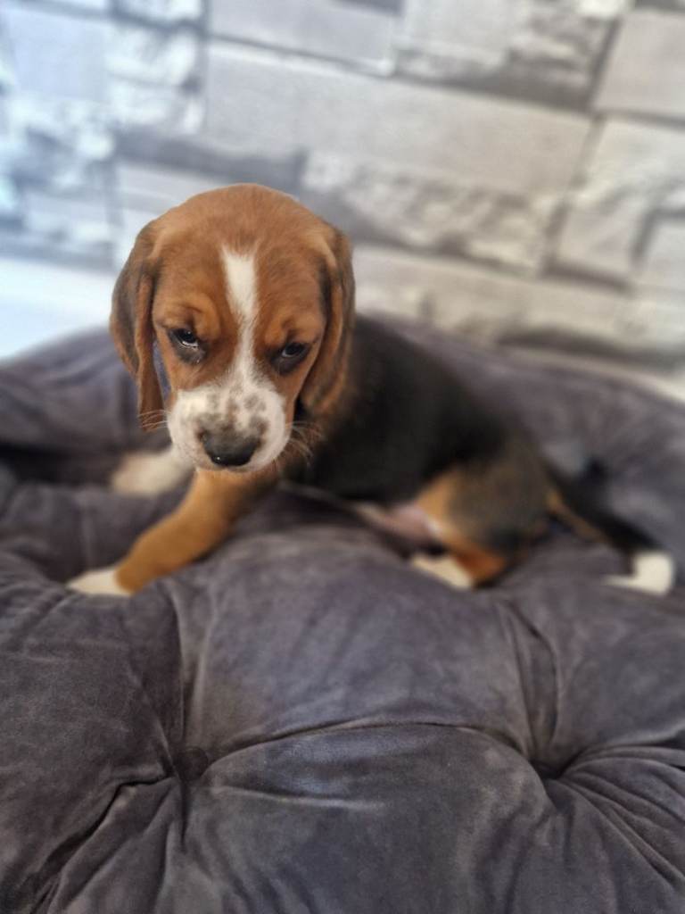 Beagle puppy