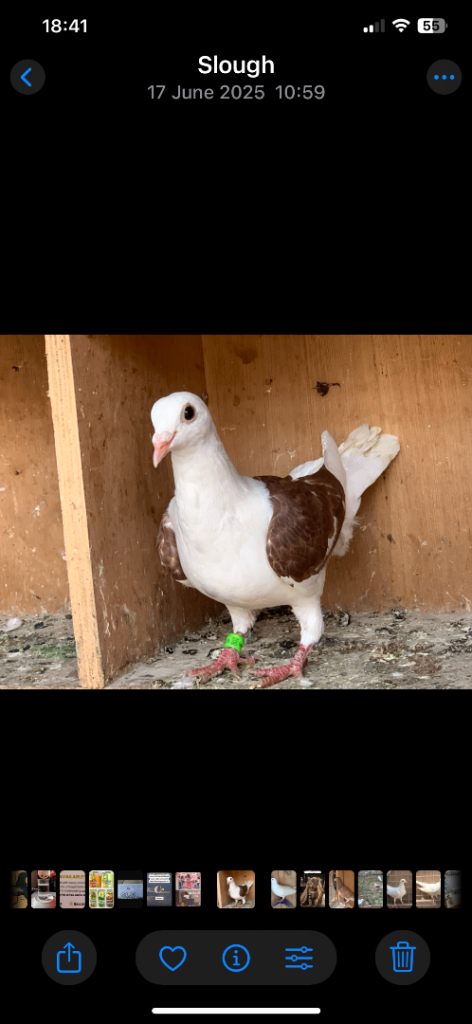 Saddle Racing Pigeon