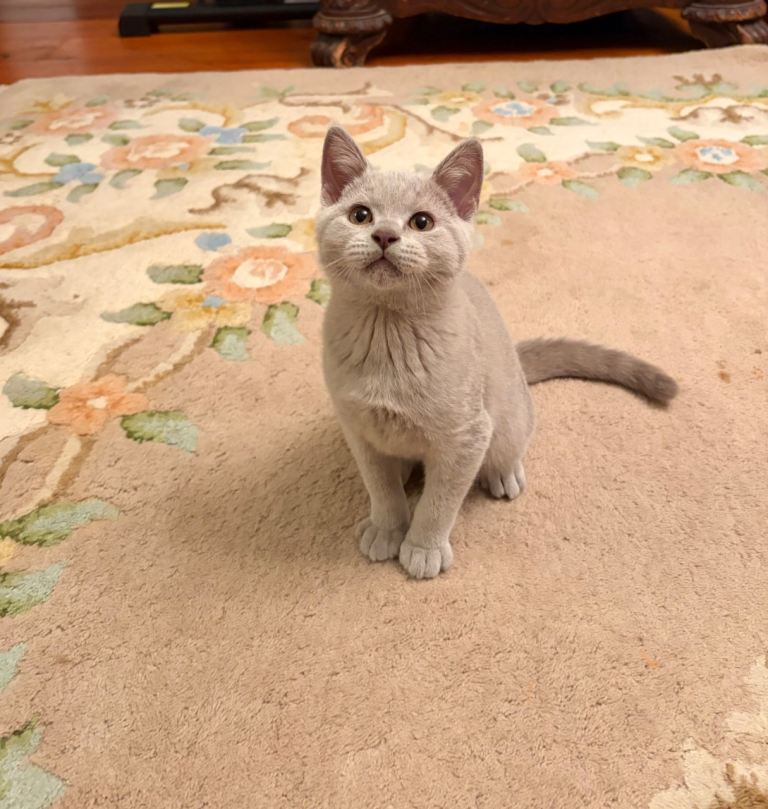 GCCFI British Shorthair kittens