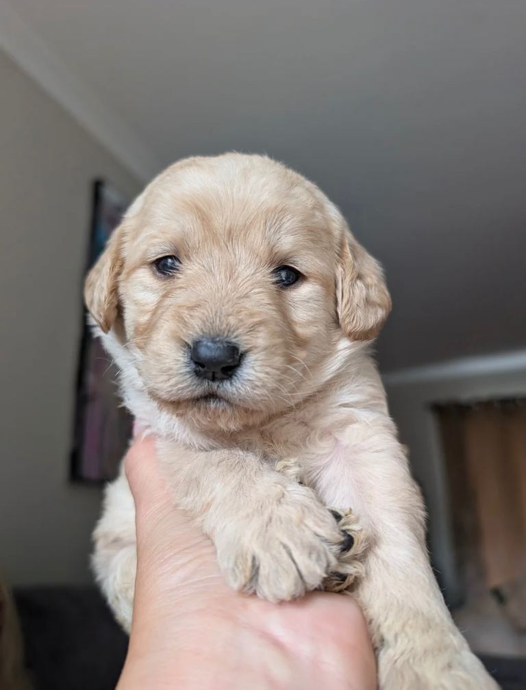 7 lovely labradoodles ready for there forever home 