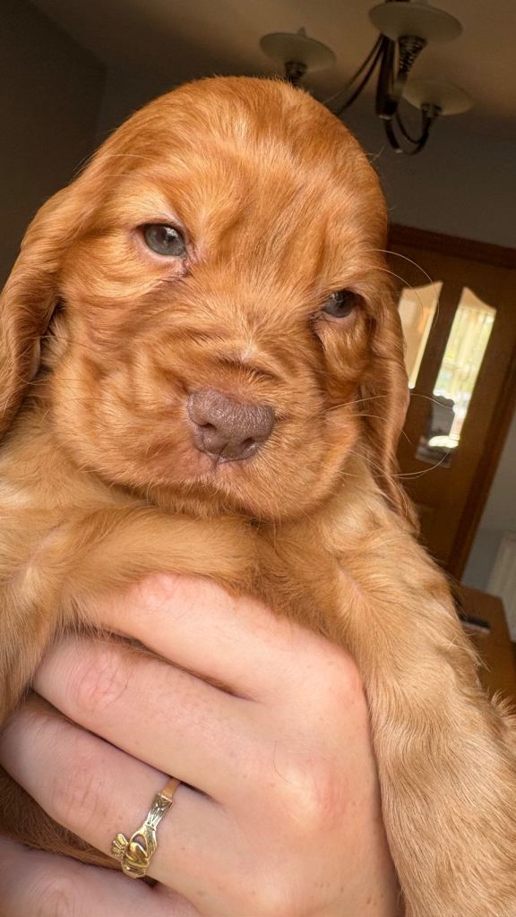 Beautiful cocker pups 