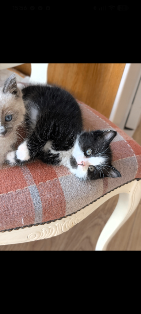 Gorgeous black and white kittens 