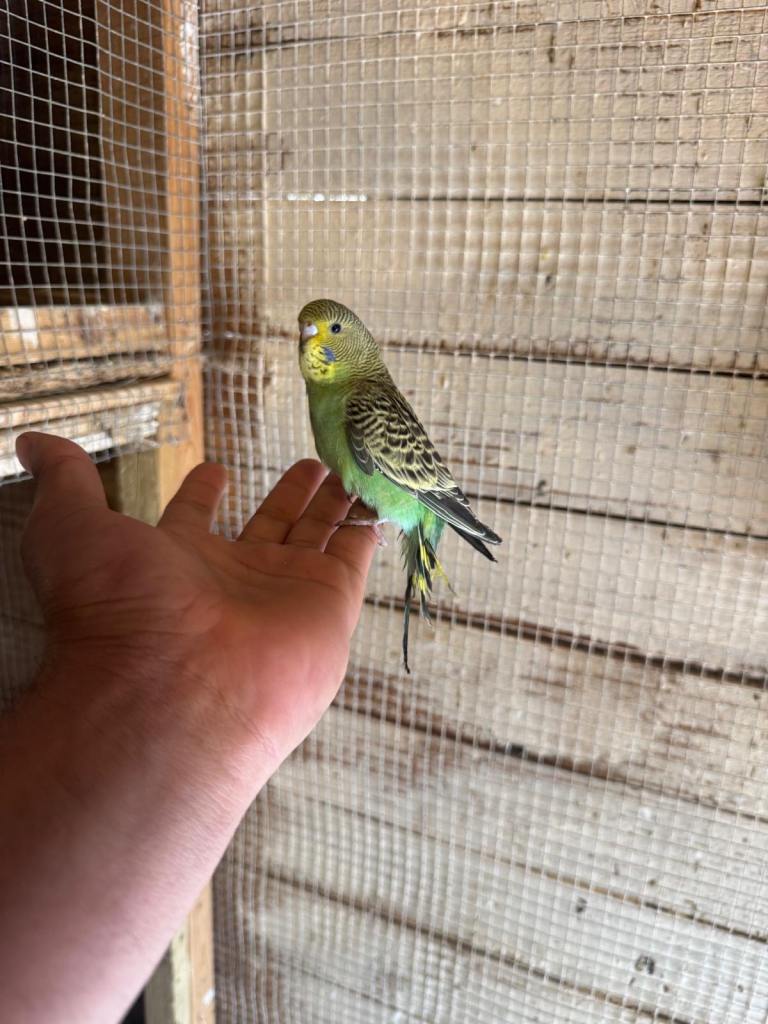 Baby budgies for sale £40 each collection mk404nn