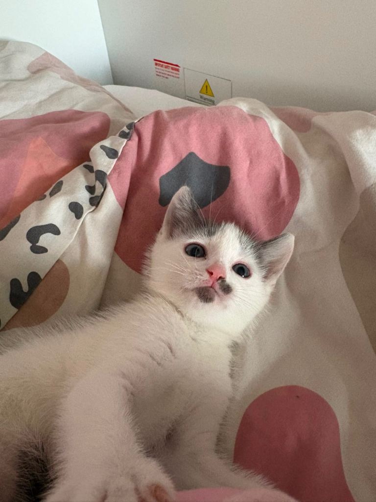 4 month old kitten 
