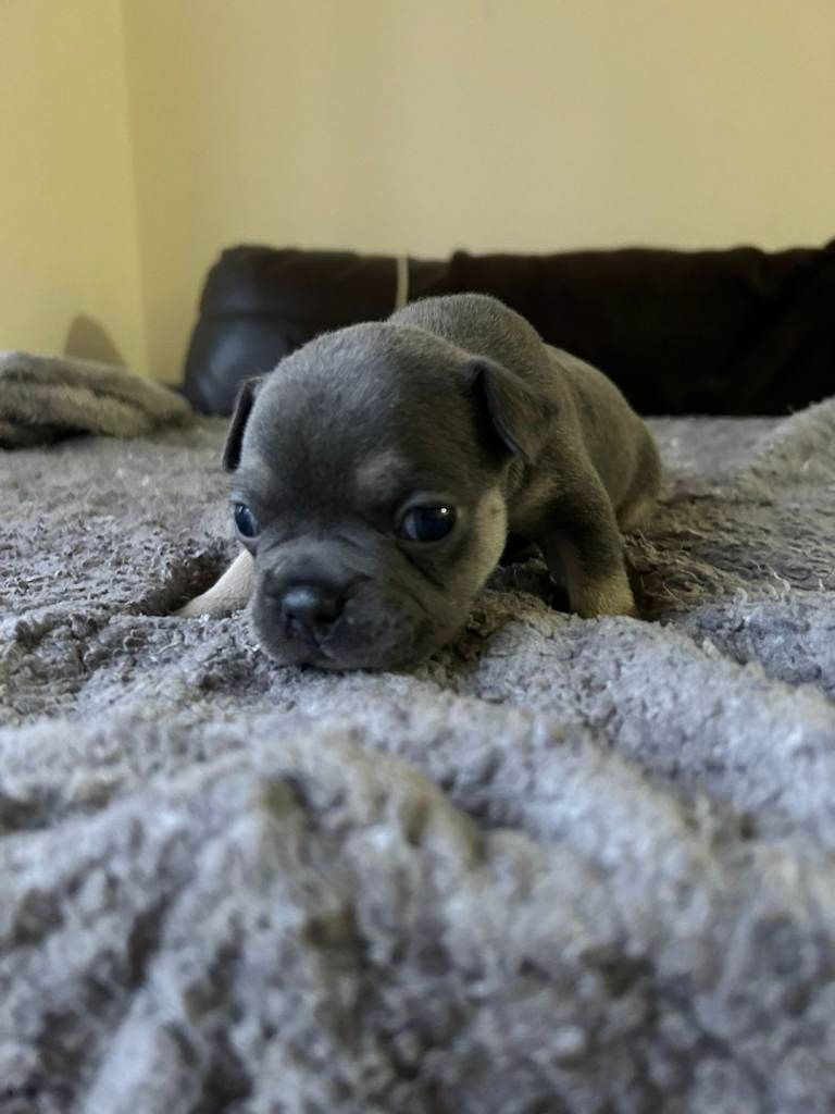 5 beautiful French bulldogs 