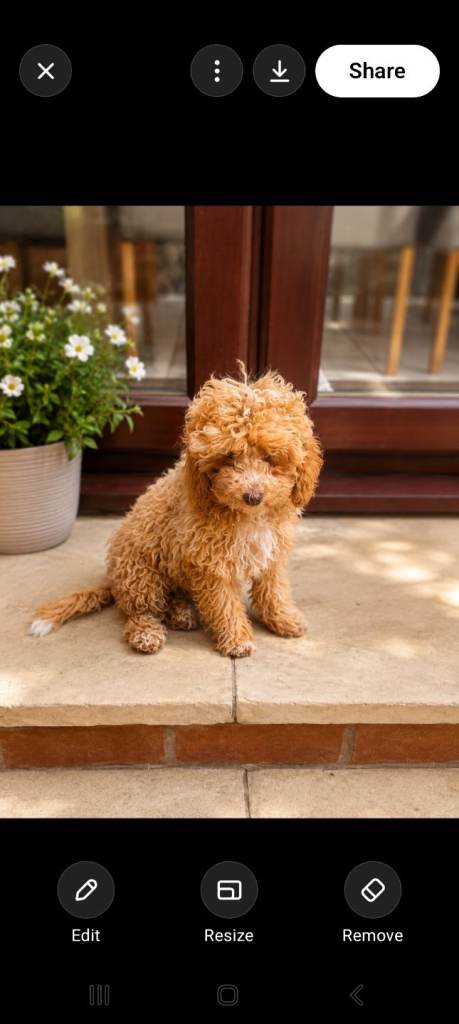 F1b cockapoo 
