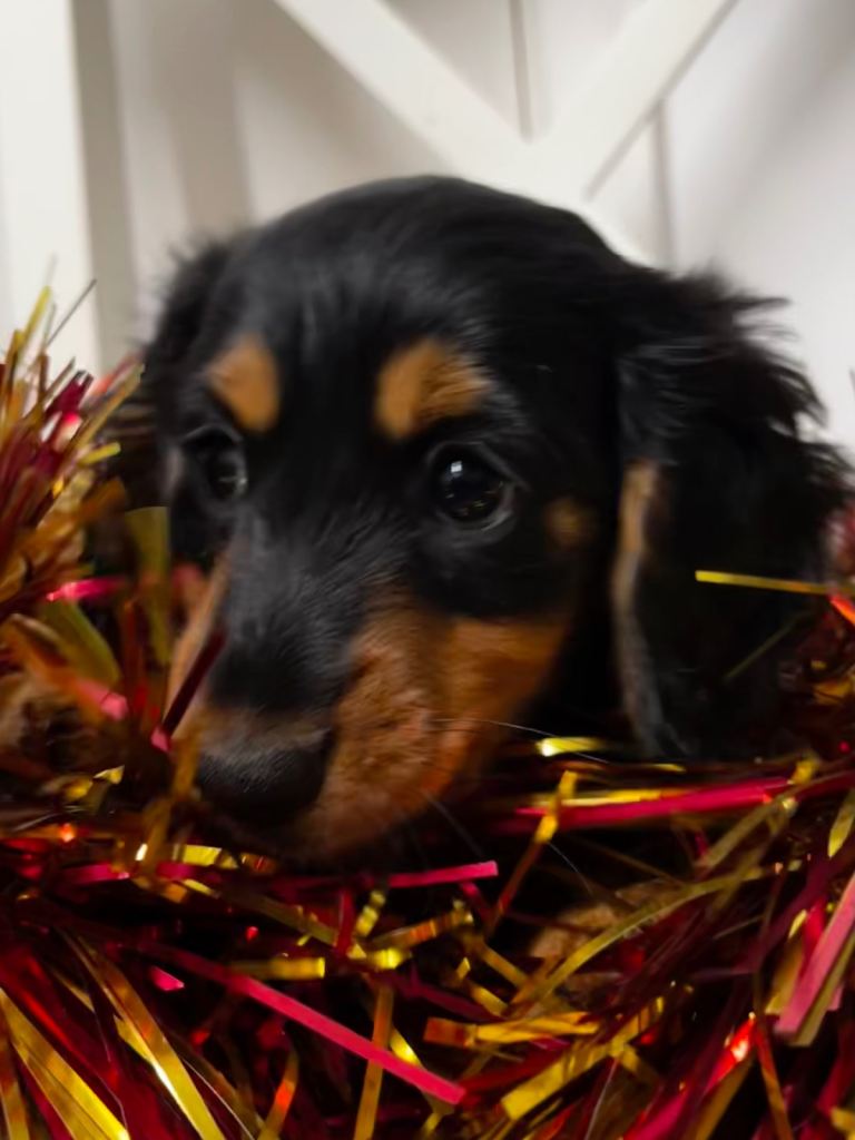 Mini dachshund girl long haired 