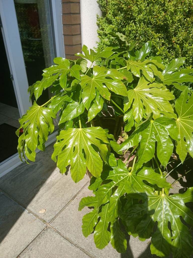 Plant / Fatsia japonica