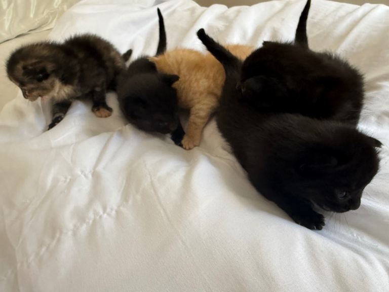 Kittens 