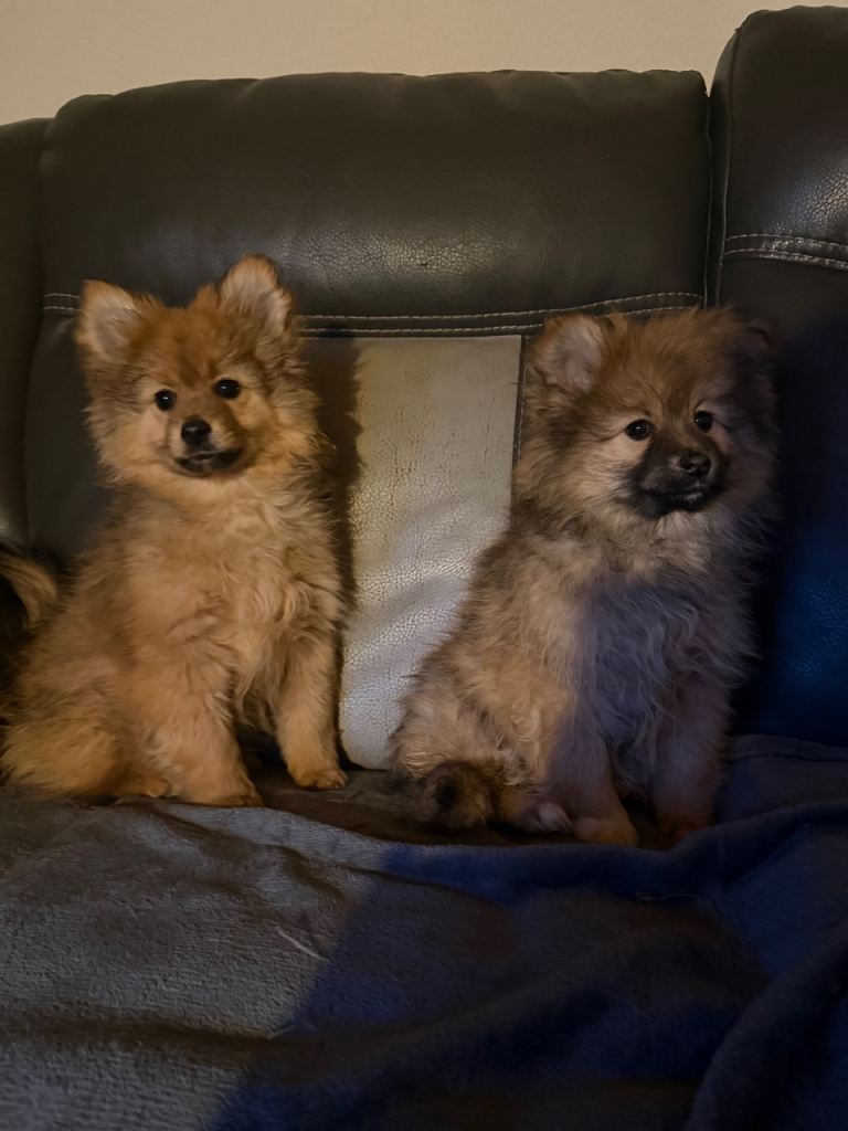 Adorable Toy Pomeranian Puppies loving homes 