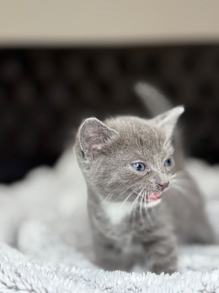 British shorthair kittens 