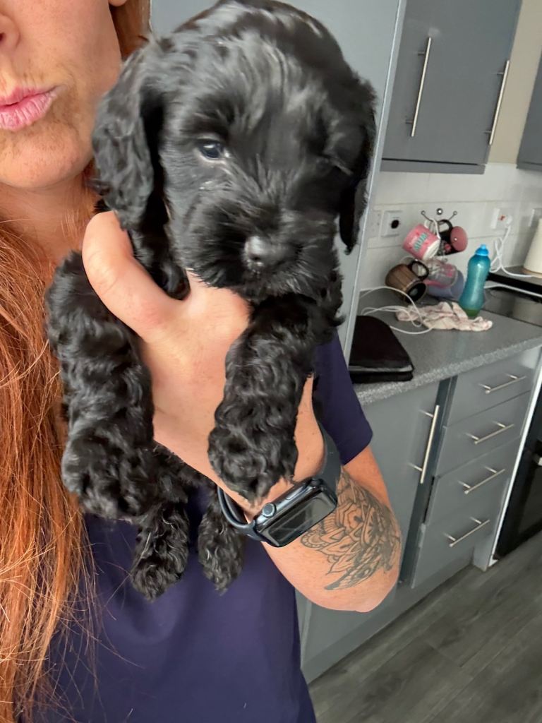 F1b cockapoo puppies