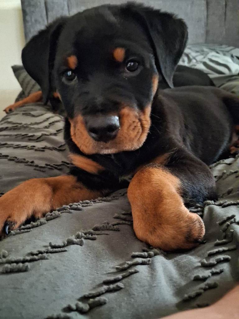 Beautiful Rottweiler x Staff Puppy– Loving Family Homes Only