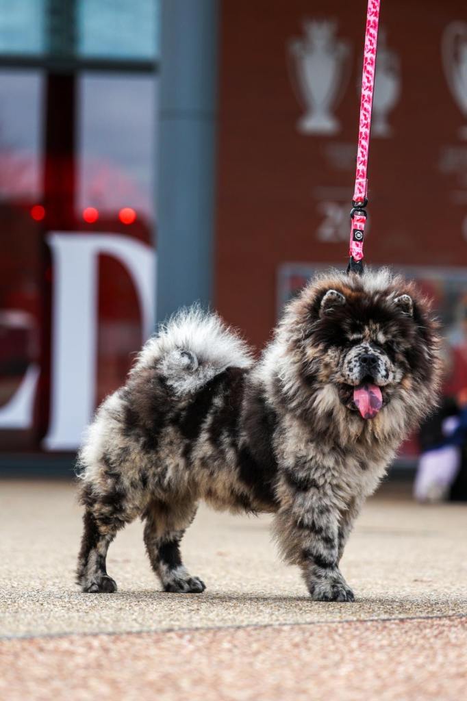 Female Merle Chow Chow 8 months old
