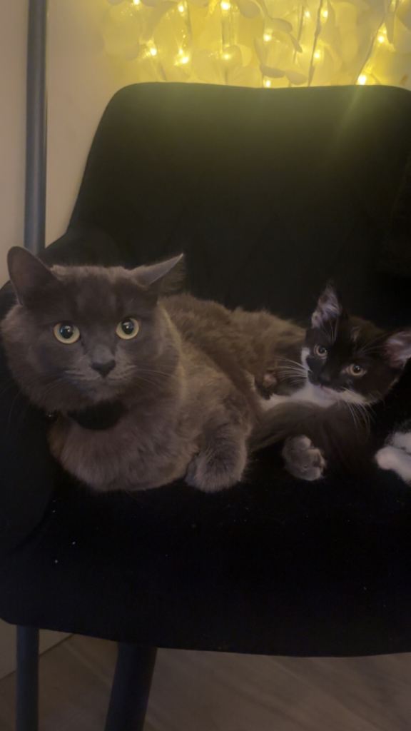 10 week old kitten for sale 