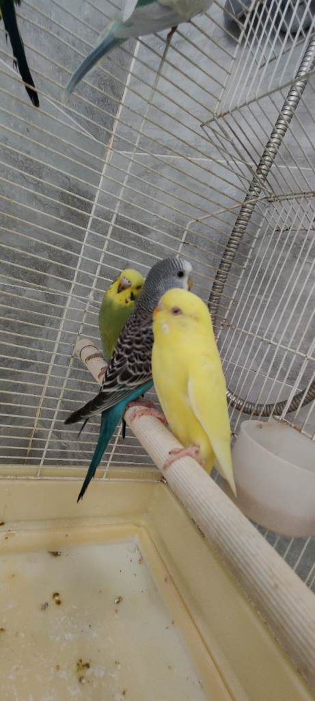 Budgies/love birds/delivery/2 for £60