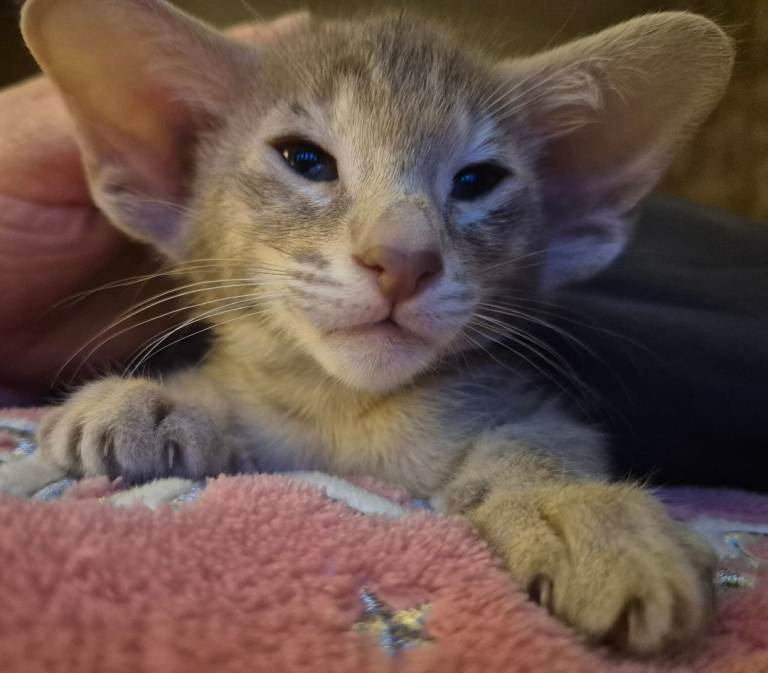 Pedigree Oriental kittens 