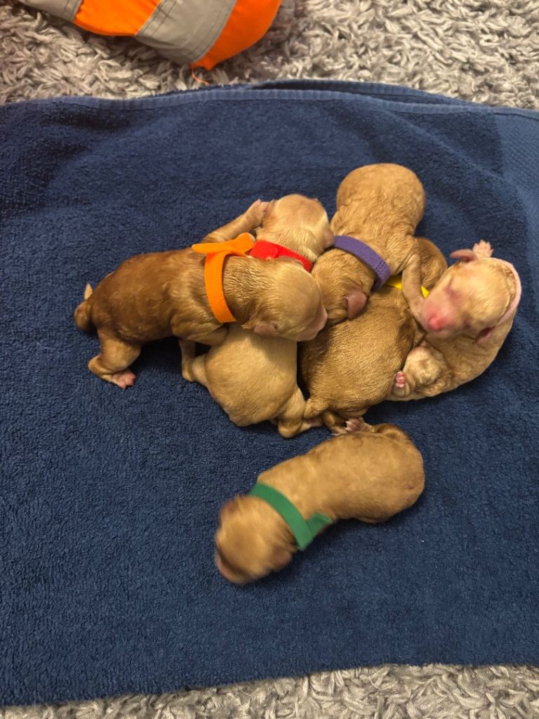 Cockapoo puppies for sale 