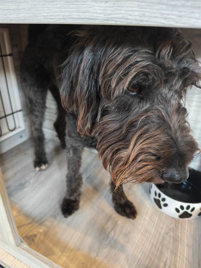 Miniature Labradoodle 