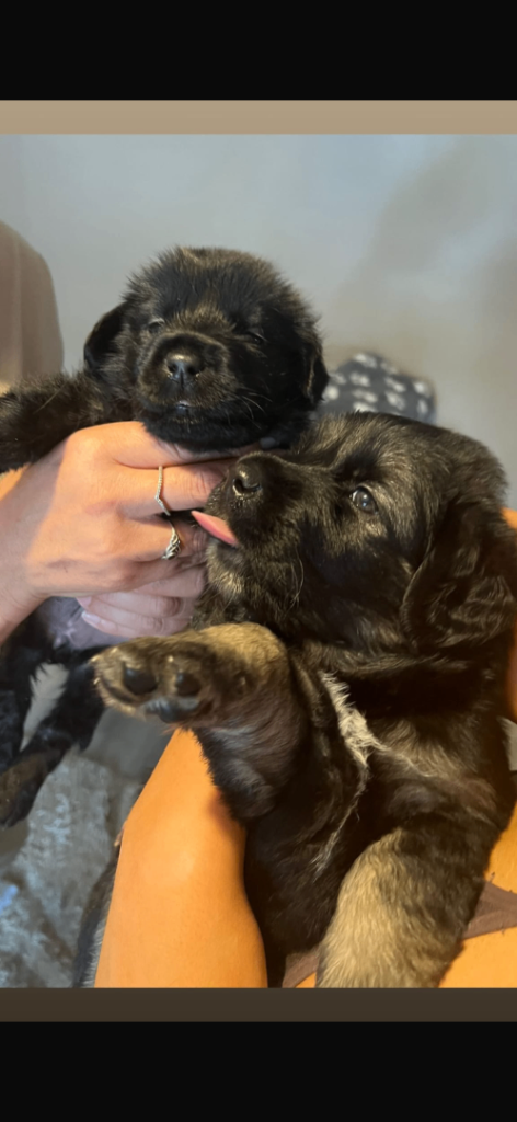 Golden shepherd puppy’s 