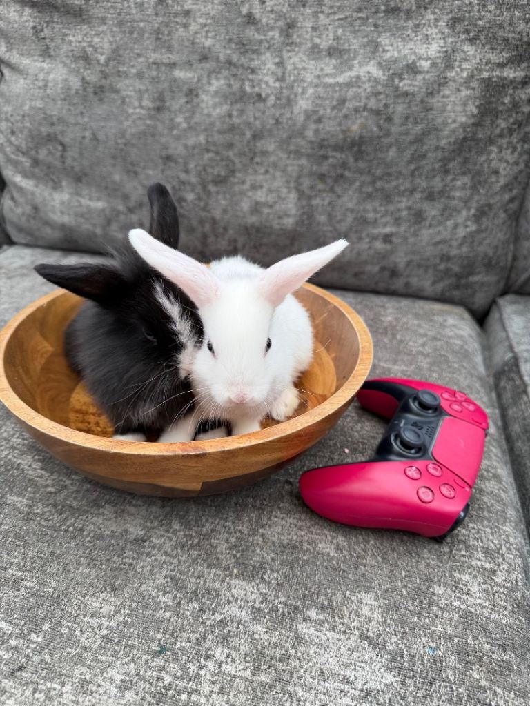 🐰 Beautiful Rabbits and baby bunnies are Looking for Loving Homes 🐰