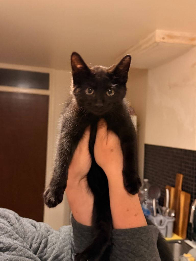 nice and lovely kitty