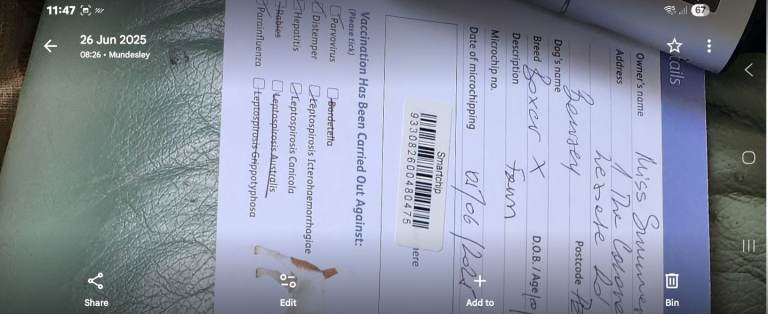 Scooby is a 10 month old labrador cross boxer. | in Mundesley, Norfolk ...