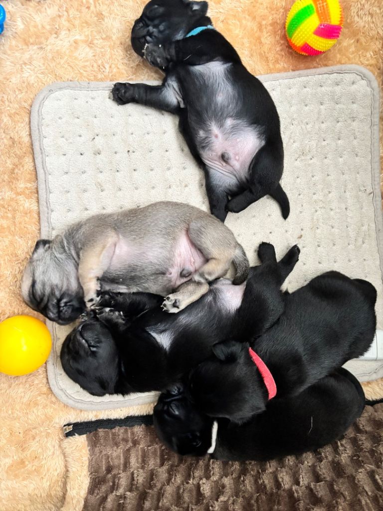 Purebred kc registered pug puppies 