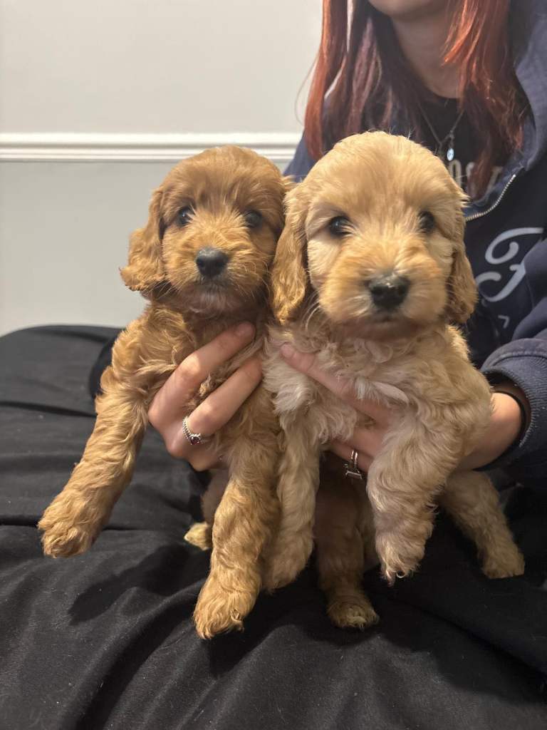 Cockalier pups 2 gorgeous boys left