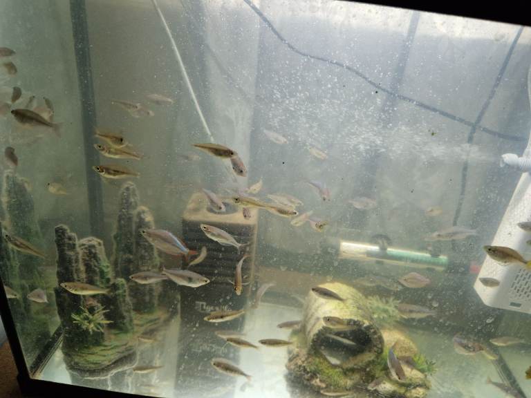 Red Tail Rainbow Fish, Siamese fighting fish (Betta) £5 Each - Full Setup Available