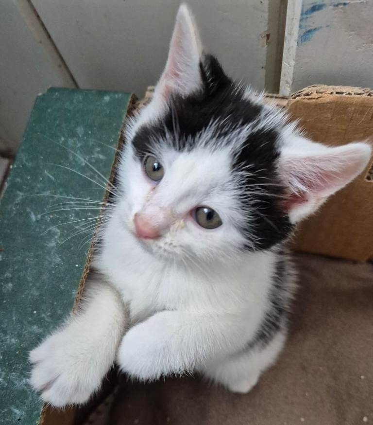 Kitten 1 Girl Black And White 