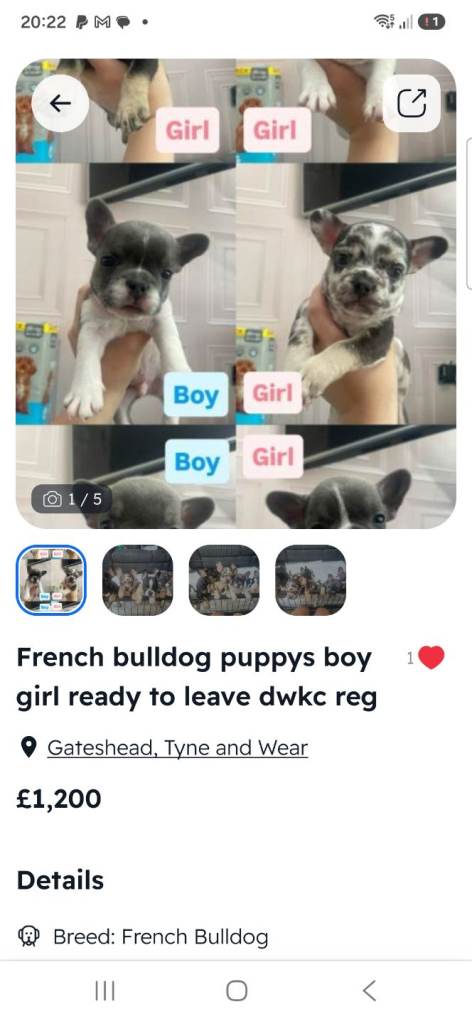 French bulldog puppy boy girl
