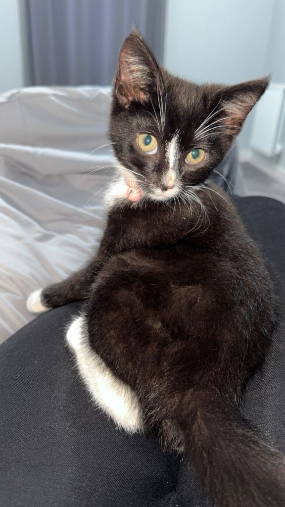Black & white kitten 