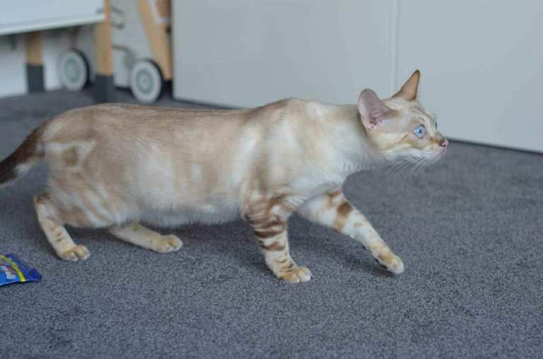 FULL BENGAL KITTENS 1 MALE 1 FEMALE