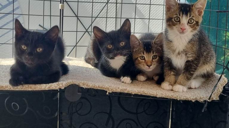  For Sale - Kittens need loving Owners  