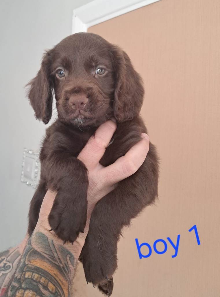 Cocker spaniel puppies 