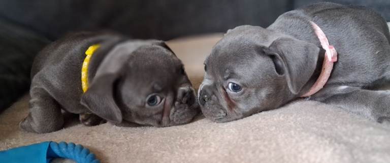 Exceptional Blue F1 Bully Puppies – Champion Bloodlines