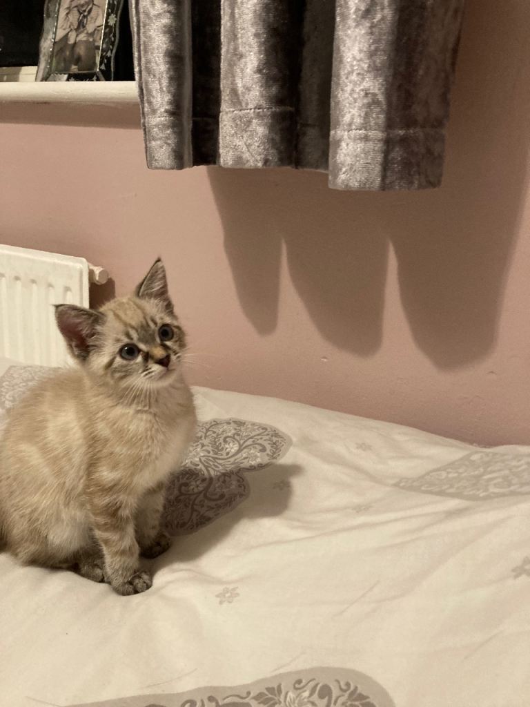 Ragdoll x Burmese female kitten