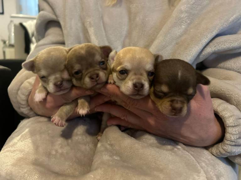 4 tiny chihuahua boys 