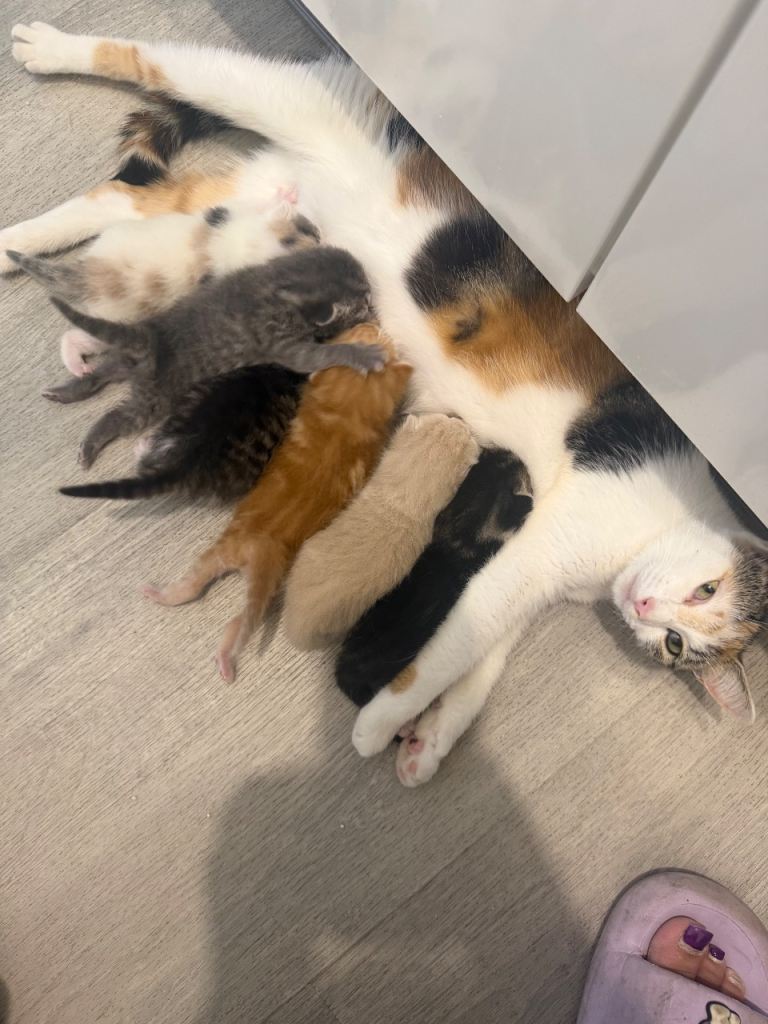 Beautiful British Shorthair Kittens for Sale 