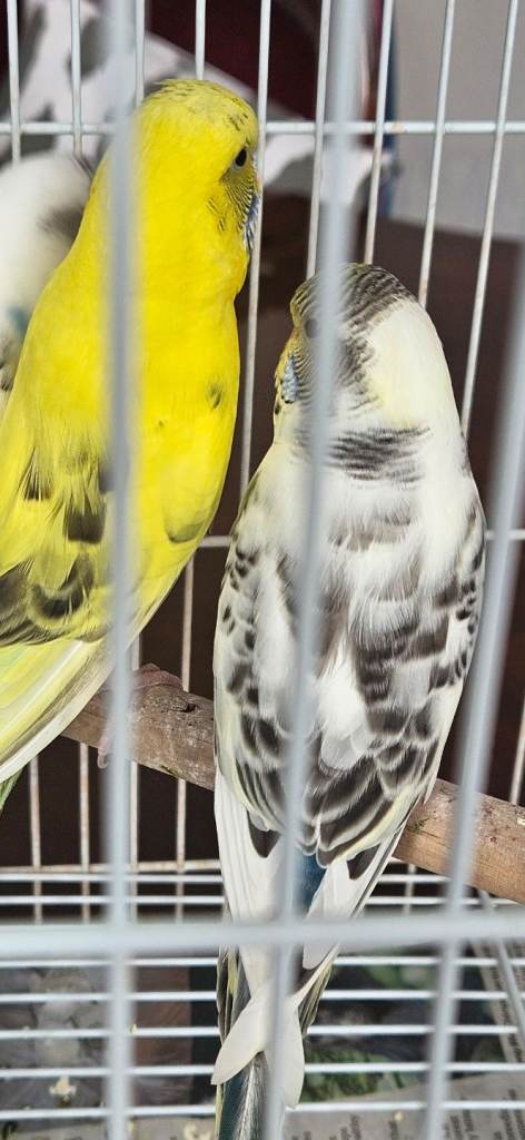 2 Budgies to Rehome, recessive pieds