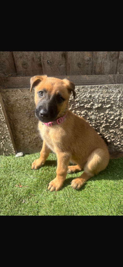 Beautiful German X Dutch Shepherd 