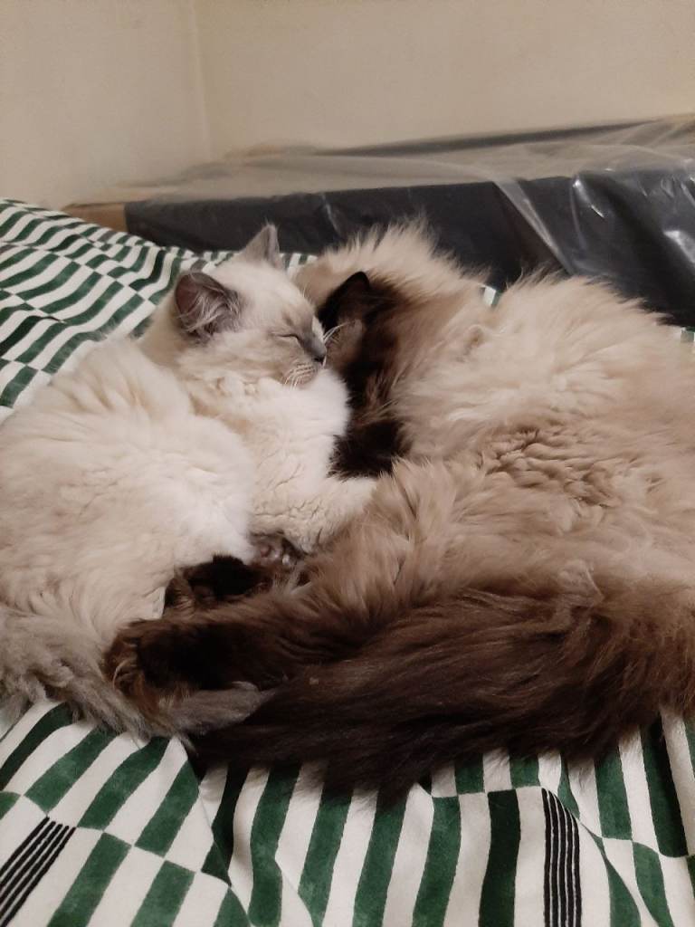 AMAZING RAGDOLL KITTENS £500