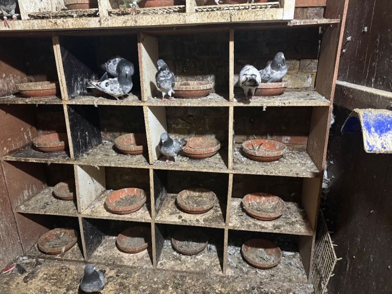 Pakistani high flyers for sale 