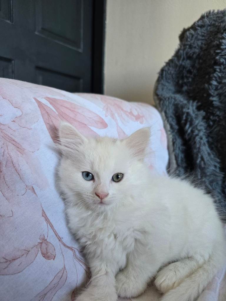 One male kitten  and two female kittens 
