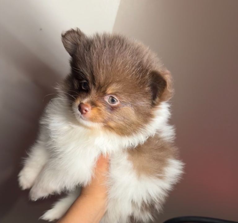 Pomeranian for sale 