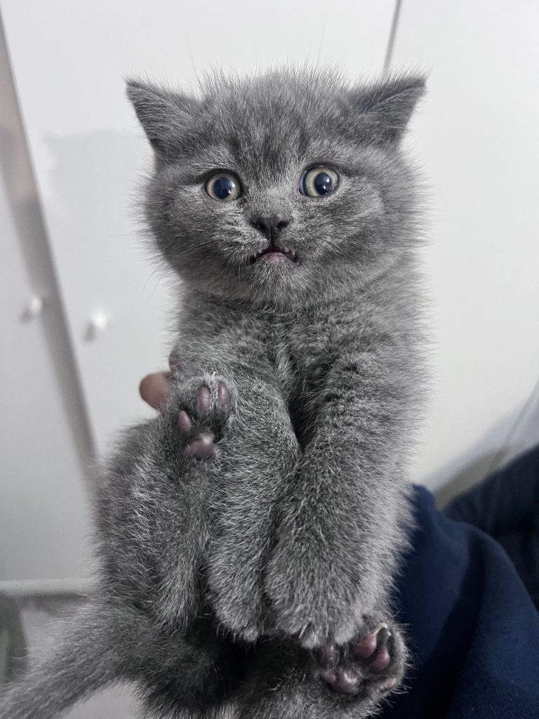 Pedigree British shorthair male
