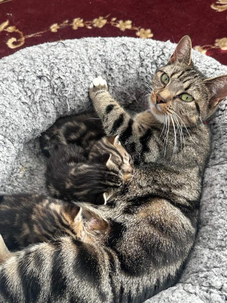 3 Beautiful British Shorthair Kittens Ready for Loving Homes
