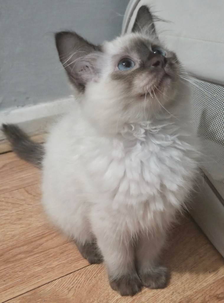 Ragdoll Kitten